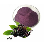 Black Elderberry Extract Powder Manufacturer - 25% Anthocyanins Bulk