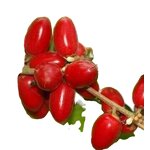 Miracle Berry Extract Powder Manufacturer - 100% Natural