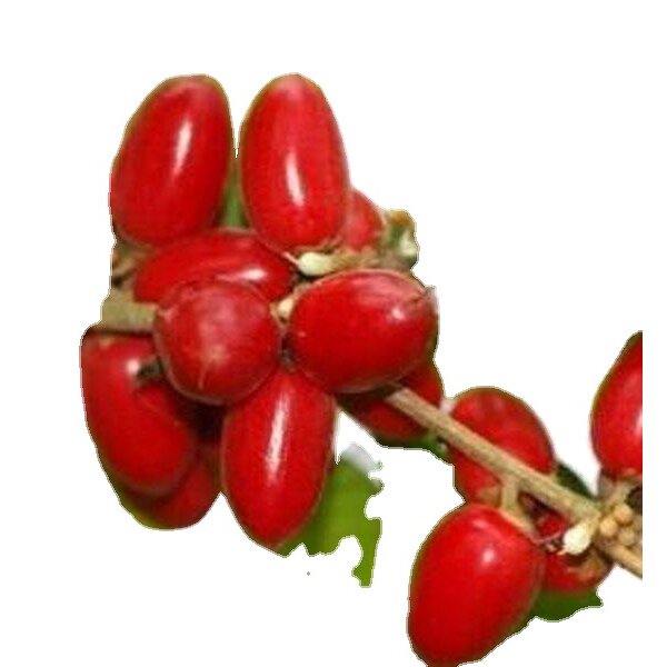 Miracle Berry Extract Powder Manufacturer - 100% Natural