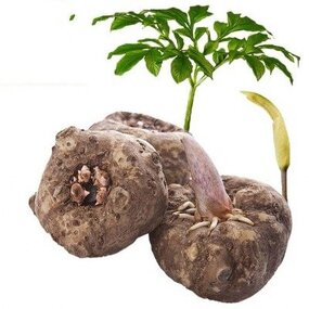 Konjac Extract Manufacturer - 90% Glucomannan Flour