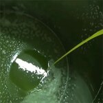 Amla Oil Manufacturer - 100% Pure Organic Cold Pressed Infused Carrier Oil