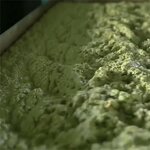 Amla Seed Oil Manufacturer - 100% Pure Cold Pressed Organic Infused for Hair Growth