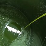 Amla Seed Oil Manufacturer - 100% Pure Organic Cold Pressed for Long Hair Growth & OEM