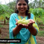 Amla Oil Manufacturer - 100% Pure Organic Cold Pressed Infused Carrier Oil