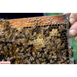 Beeswax Pellets Manufacturer - 100% Pure Natural Organic Yellow