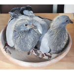 Young Pigeon Energy Supplement Pills - 600 Count for Racing Pigeons