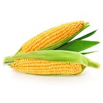 Corn Peptide Manufacturer - 75% Hydrolyzed Corn Protein Powder