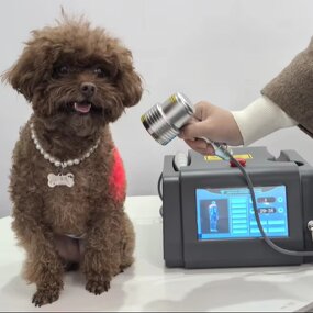 Laser Therapy Machine Manufacturer - 1055mW Low Level LLLT for Pain Management in Veterinary Pet Clinics