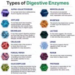 OEM Natural Digestive Enzymes Capsule Supplement of Prebiotics with Probiotics Properties Tablet Capsules