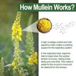 Private Label Mullein Leaf Gummies With Quercetin for Respiratory Support and Digestive Health - Lung Cleansing Formula