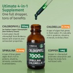 OEM 4-in-1 Vegan Chlorophyll Liquid Drops  with Copper for Energy, Gut, and Skin Health