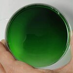 Sodium Copper Chlorophyllin Powder Manufacturer - Water Soluble Mulberry Extract 95%