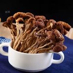 Agrocybe Cylindracea Mushroom Manufacturer - Premium Tea Tree Mushroom for Health
