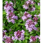 Thyme Extract Powder Manufacturer - 10:1 Solvent Extracted, Food Grade, Drum Packaging