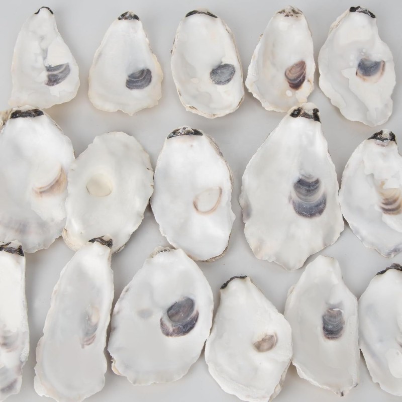 Oyster Shell Crafts Manufacturer - Custom Doodle Art Natural Shells Christmas DIY Ornaments