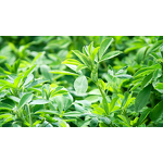 Alfalfa Grass Powder Manufacturer - Food Grade Juice Powder in Stock