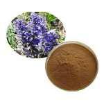 Ajuga Turkestanica Extract Powder Manufacturer - 2% to 10% Turkesterone