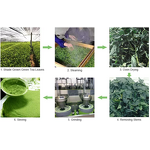 Organic Matcha Powder Manufacturer - Ceremonial Grade A-6A, Food Grade Cold Pressed Green Powder