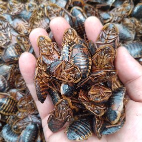 Dubia Cockroach Manufacturer - Dried Animal Feed for Reptiles and Birds