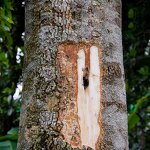 Indian Agarwood Essential Oil Manufacturer - Pure Natural Body Moisturizing Oil with Fresh Scent