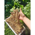 Ginseng Root Manufacturer - Whole Dried Panax Herb for Men's Health Tea