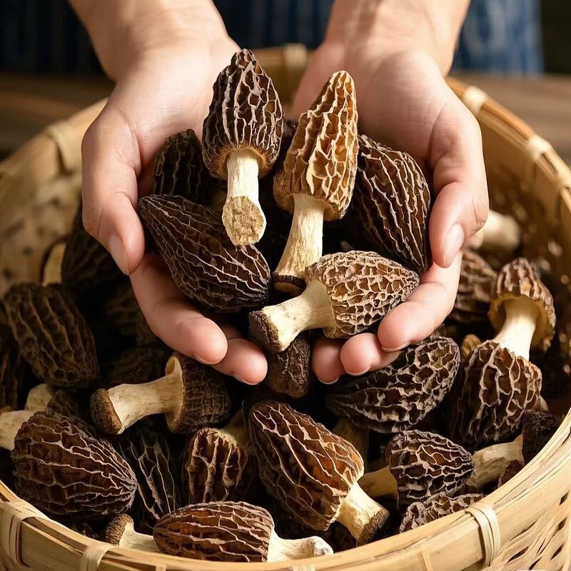 Dried Morel Mushroom Manufacturer - Cultivated & Long Lasting