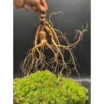 Korean Ginseng Tea Manufacturer - Authentic Health Red Ginseng with Black Ginseng & Wolfberry for Kidney Detox