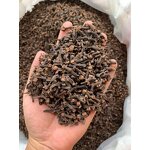 Cloves Manufacturer - Whole Dried Raw Herb for Spices Processing
