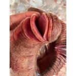 Deer Antler Slices Manufacturer - Real Dried Herbal Lu Rong for Sale