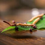 Cordyceps Militaris Manufacturer - Wholesale Dried Dong Chong Xia Cao