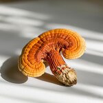 Ganoderma Reishi Extract Powder Manufacturer - High Polysaccharide Lingzhi Mannentake