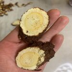 Wild Licorice Manufacturer - Authentic Wholesale for Flavoring and Herbal Practices