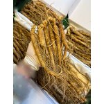Dried Ginseng Root Manufacturer - Whole Chinese Herb Panax Tea for Men's Health