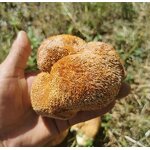 Dried Hericium Erinaceus Manufacturer - Lion's Mane Mushrooms