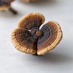 Ganoderma Lucidum Mushroom Manufacturer - Dried Top Grade Reishi Bulk Supplier