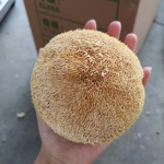 Wild Lion's Mane Mushrooms Manufacturer - Dried Hericium Erinaceus Whole