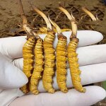 Cordyceps Health Way Cafe Au - Bulk Cordyceps Norland From China