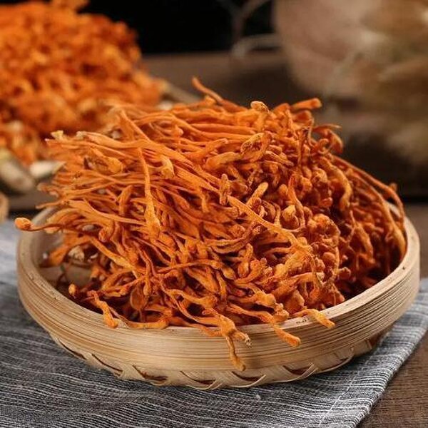 Cordyceps Militaris Manufacturer - Bulk Dried Flowers for Extract, Powder & Cooking
