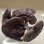 Ganoderma Lucidum Reishi Manufacturer - Pure Wild Herbs 500mg