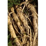 Ginseng Tablet Manufacturer - Organic Ginkgo Biloba Oyster Peptide for Men