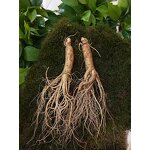 Ginseng Root Manufacturer - Whole Dried Panax Herb for Men's Health Tea