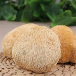 Lion's Mane Mushroom Powder Manufacturer - Wholesale Hericium Erinaceus
