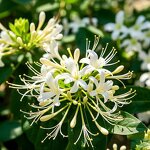 Honeysuckle Tea Manufacturer - Premium Dried Honeysuckle Leaf Scented Tea