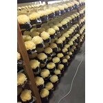 Premium Dried White Snow Fungus Manufacturer - Tasteless, Long Shelf Life Tremella Mushroom for Skin Care