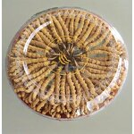 Cordyceps Militaris Manufacturer - Wholesale Dried Dong Chong Xia Cao