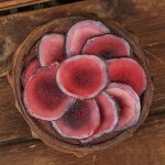 Deer Antler Slices Manufacturer - Real Dried Herbal Lu Rong for Sale