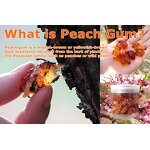 Peach Gum Manufacturer - Natural Pure Peach Fruit Tree Gum for Wholesale