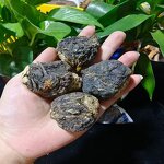 Maca Tablet Manufacturer - Herbal Black Maca Supplement for Women