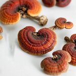Ganoderma Lucidum Manufacturer - Organic Cultivated Whole Dried Red Reishi Mushroom