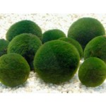 OEM Organic Chlorella Tablets Factory - High Quality Chlorella Supplement Private Label